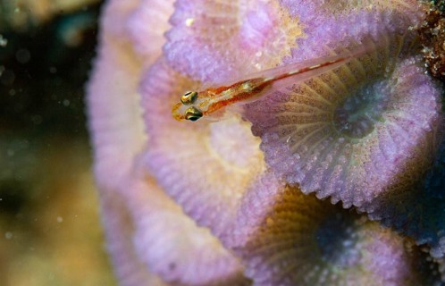 Goby on stone coral