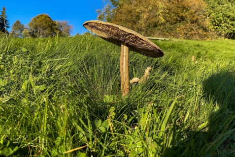 Field mushroom