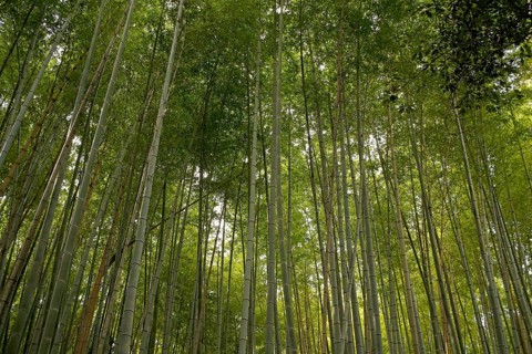 Bamboo tree in the Arashiyama bamboo forest in Kyoto