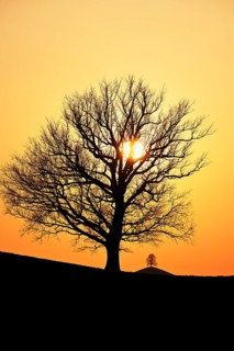 Silhouettes of an oak tree