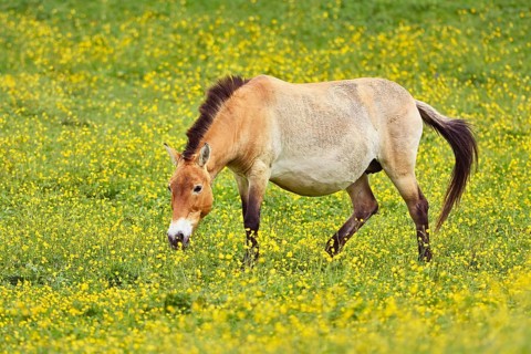 Przewalski's horse