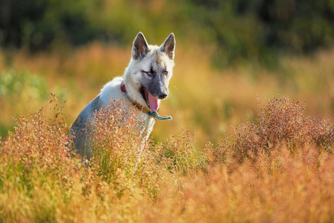 Adult Greenland Dog standing in a meadow