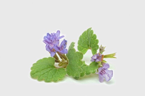Medicinal plant Gundermann