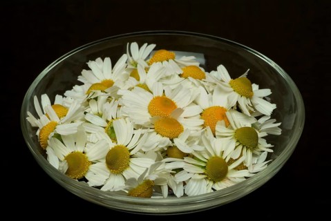 Medicinal plant Chamomile