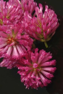 Meadow clover