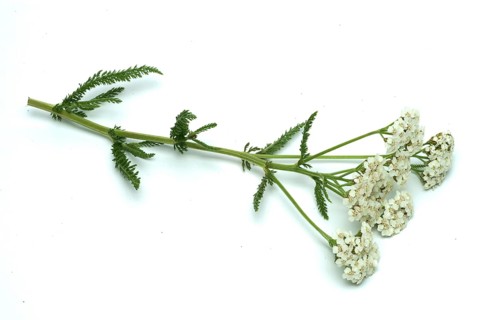 Common yarrow