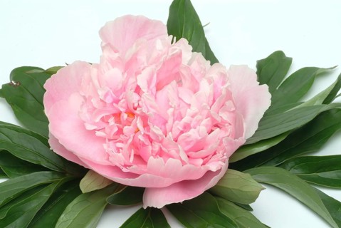 European peony