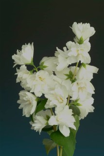 True common jasmine