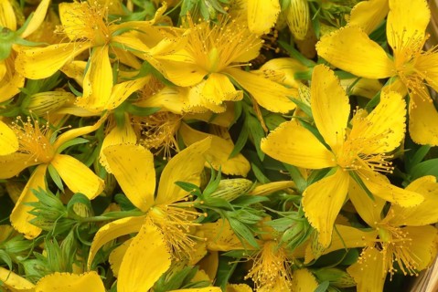Medicinal plant St. John's wort