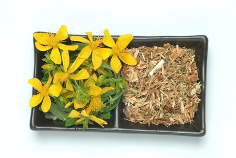 Medicinal plant St. John's wort