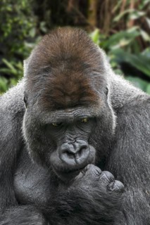 Western lowland gorilla
