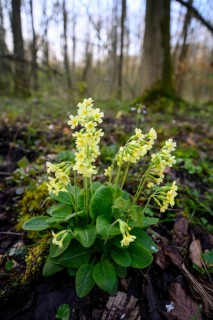 True oxlip