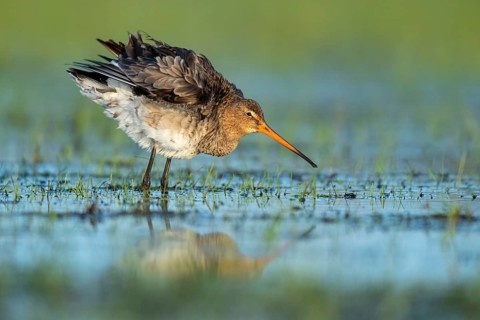 Black-tailed Godwit
