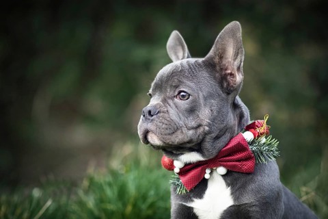 Beautiful young blue French Bulldog dog wearing seasonal Christmas collar with red bow tie on blurry green background