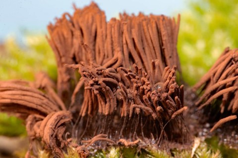 Tufted slime mould Fruiting body with many light brown stalks