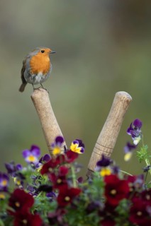 European robin