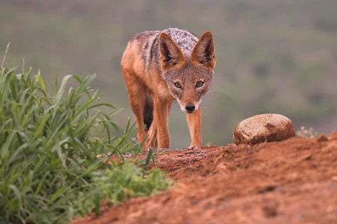 Black-backed jackal