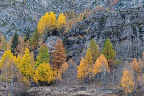Autumn-coloured aspen or quaking aspen