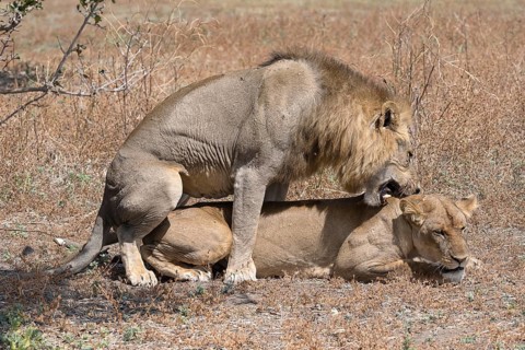 African lion