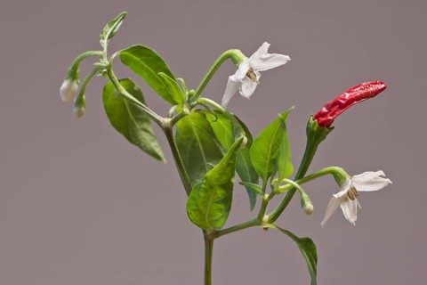 Birds eye chili