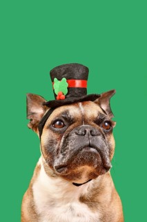 French Bulldog with snowman top hat in front of green background
