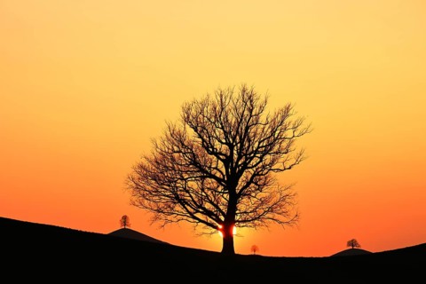 Silhouettes of an oak tree