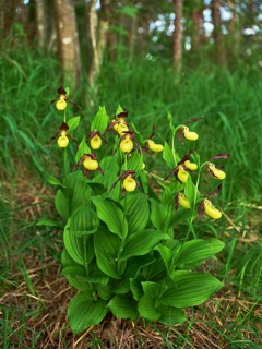 Group yellow lady's slipper orchid