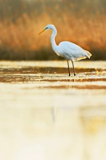 Great egret