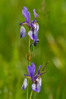 Siberian iris