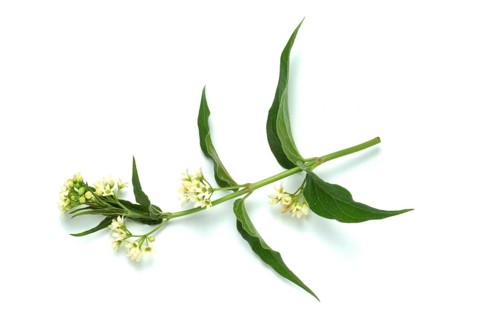 Medicinal plant white swallowwort