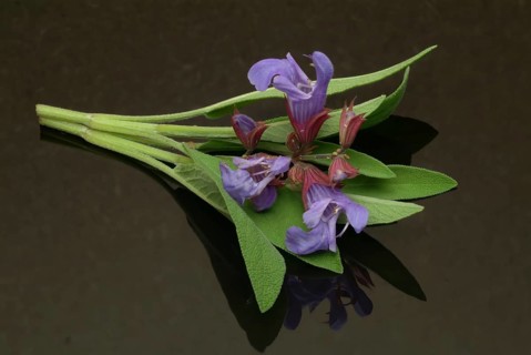 Common sage