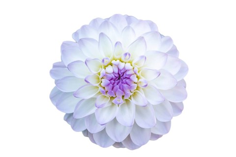 Dahlia blossom in decoration