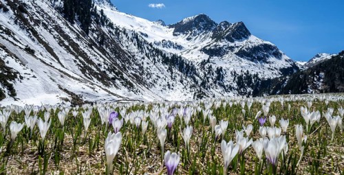 Meadow full of white and purple crocuses