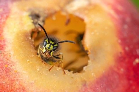 Common wasp