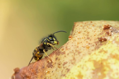 Common wasp