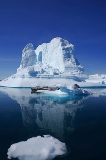 Icebergs reflected in a fjord