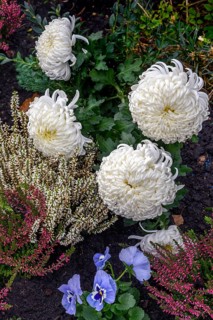 Grave decoration with garden chrysanthemums