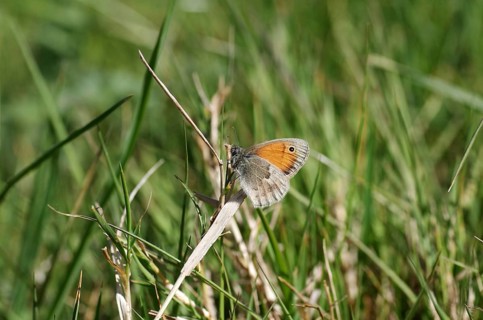 Small heath