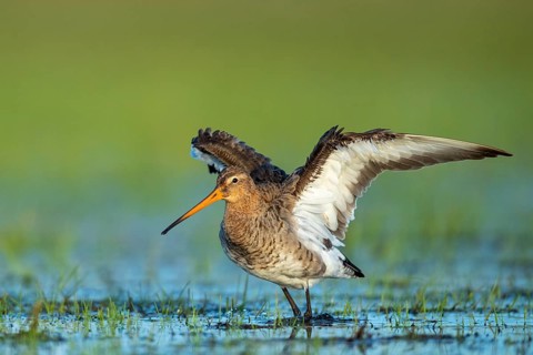Black-tailed Godwit