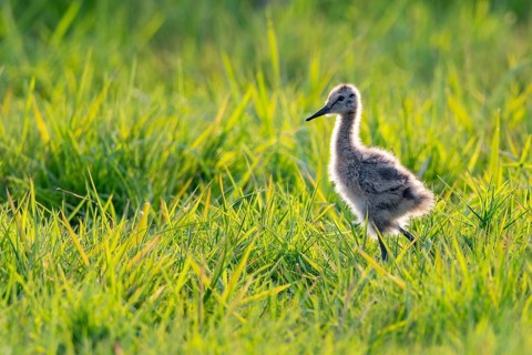 Juvenile black-tailed godwit in wet meadow