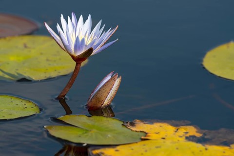 Water lilies