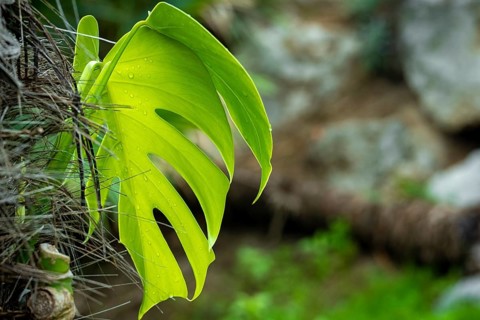 Leaf of the tropical plant Monstera deliciosa in a garden in the Mediterranean