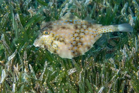 Humpback turretfish