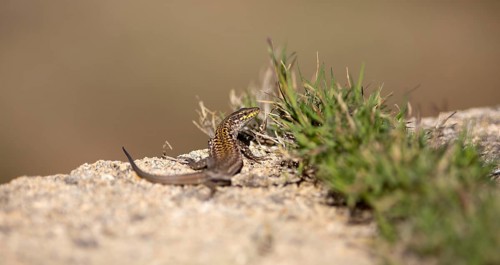 Tyrrhenian wall lizard