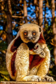 Coquerel-Sifaka