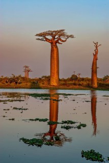 Backlight of the Avenue de Baobabs at sunset near Morondavia