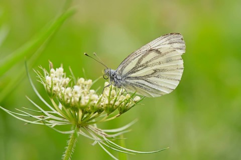 Green-veined white