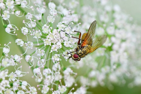 Tachnid