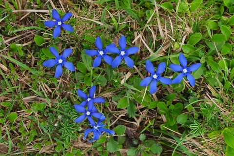 Spring gentian