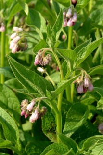 Medicinal plant common comfrey